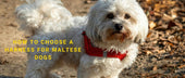 How to Choose a Harness for Maltese Dogs