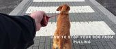 How to Stop Your Dog from Pulling