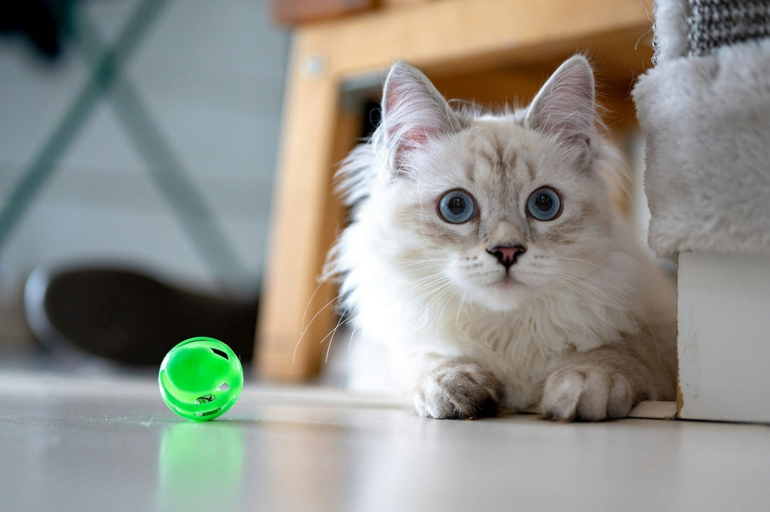 Interactive Motion Cat Toy Systems