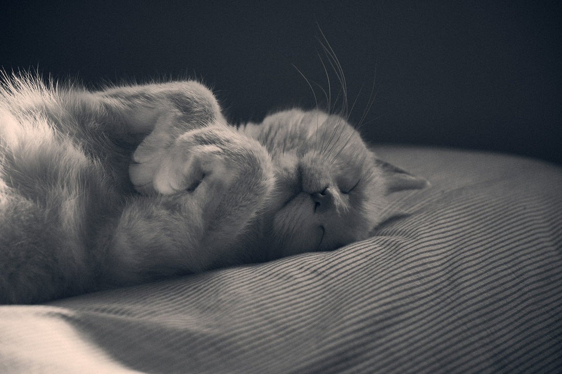 Is It Hygienic for a Cat to Sleep in Your Bed