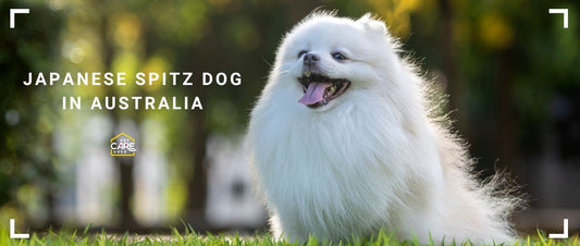 Japanese Spitz Dog Breed