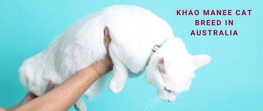 Khao Manee Cats in Australia: The Diamond-Eyed Treasure of Thailand