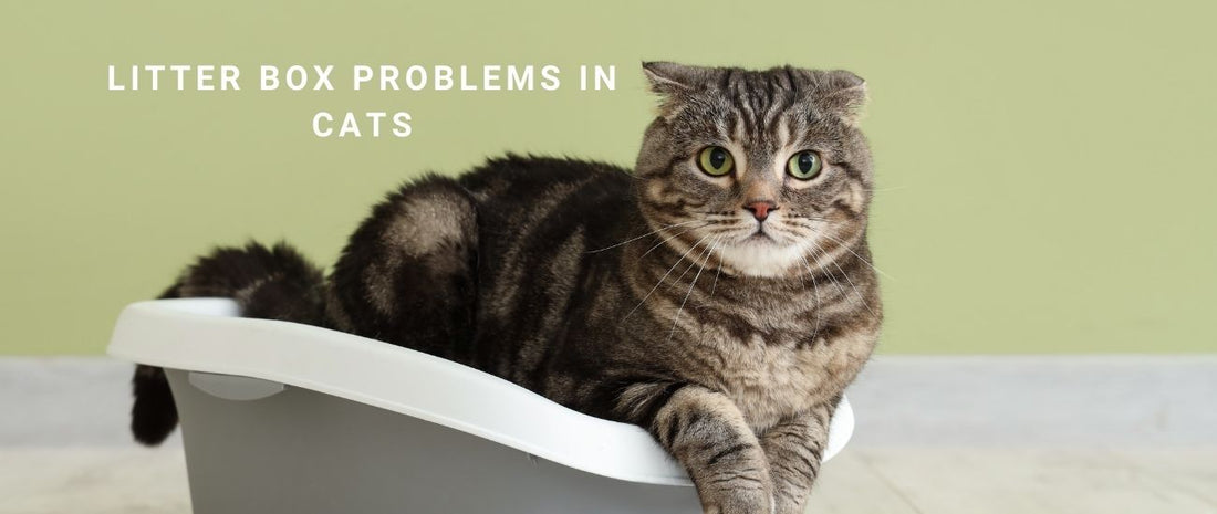 Litter Box Problems in Cats: Behavioural Causes and Training for Consistent Use