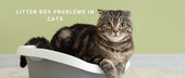 Litter Box Problems in Cats: Behavioural Causes and Training for Consistent Use