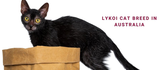 Lykoi cat
