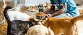 Maintaining Healthy Weight in Dogs and Cats