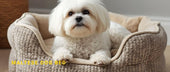 Best Dog Beds for Maltese