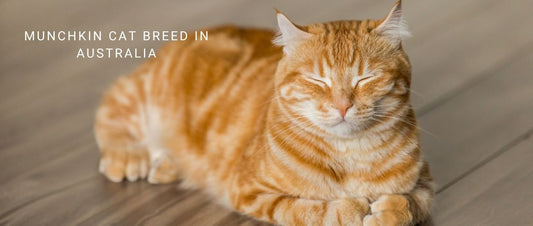 Munchkin Cats in Australia