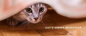 Why Is My Cat Suddenly Hiding? Behaviour Triggers and Confidence-Building Training