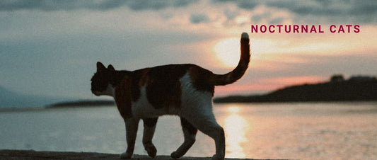 Nocturnal Cats
