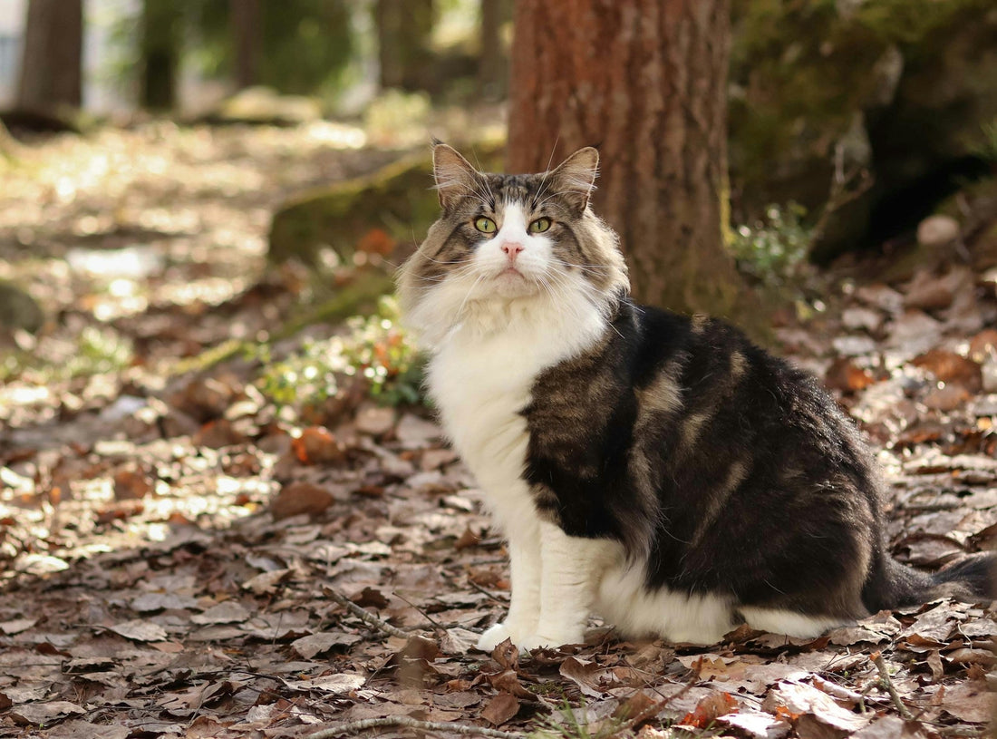 Norwegian Forest Cats: Majestic and Independent