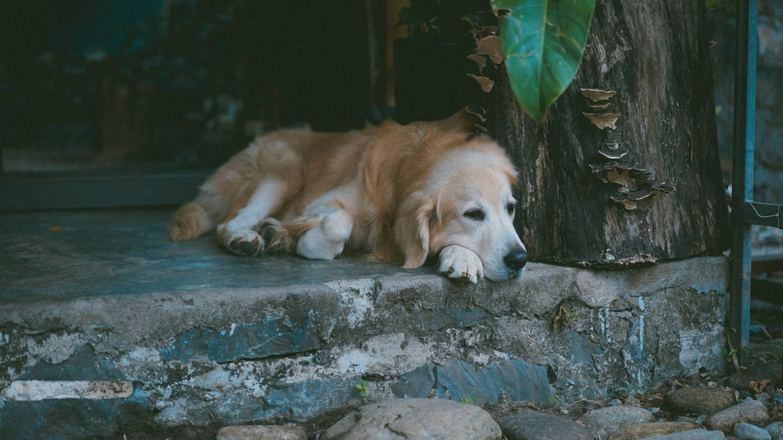 Extra Comfort and Support for Senior Dogs