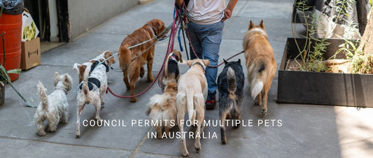 Council Permits for Multiple Pets in Australia