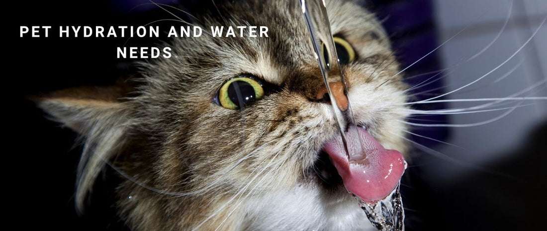 Hydration and Water Needs: Are Your Pets Drinking Enough?