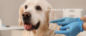 Pet Parasite Prevention