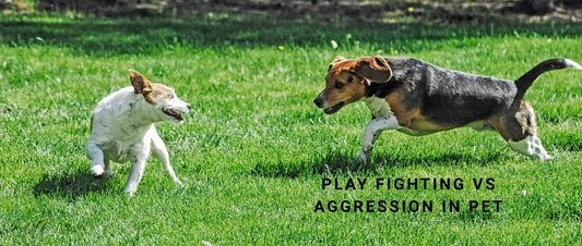 Play Fighting vs Aggression in pets