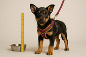 Puppy wearing fitted harness