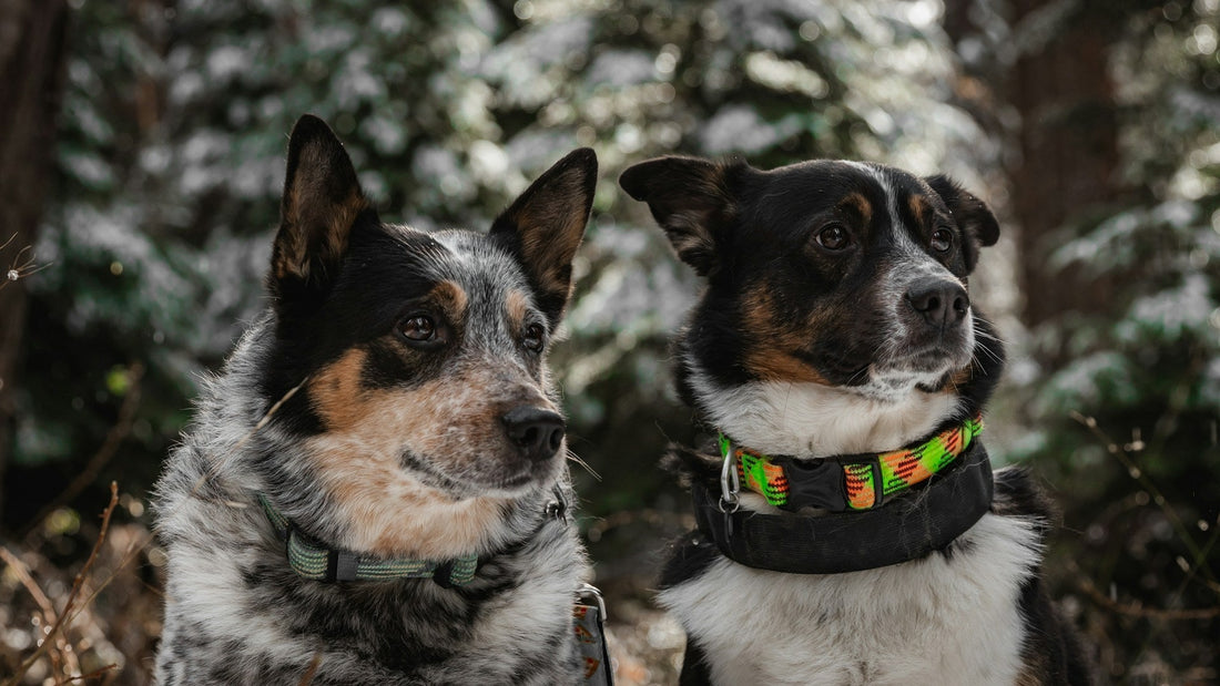 Reflective Collars for Small Dogs