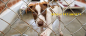 Rescue Pet Anxiety: Behavioural Fears and Training to Build Trust
