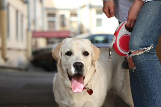 Retractable Dog Leash with Flashlight and Waste Bag Dispenser