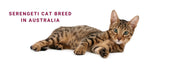 Serengeti Cats in Australia