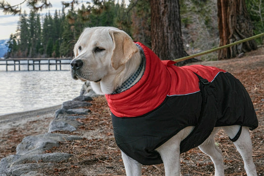 Service Dog Vests With Handles and Pockets