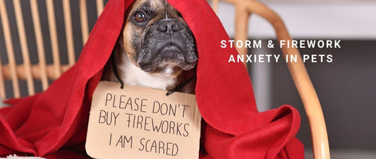 Storm & Firework Anxiety: Behavioural Fears and Training to Calm Pets