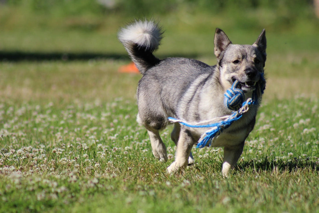 Swedish Vallhunds Breed