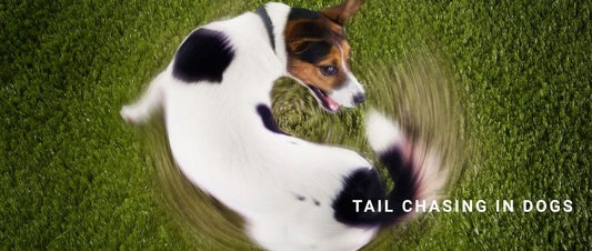 Tail Chasing in Dogs