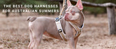 The Best Dog Harnesses for Australian Summers: Breathable and Lightweight Picks
