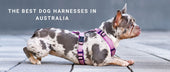 The Best Dog Harnesses in Australia