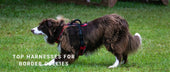 Top Harnesses for Border Collies