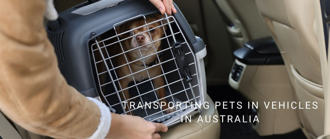 Transporting Pets in Vehicles in Australia