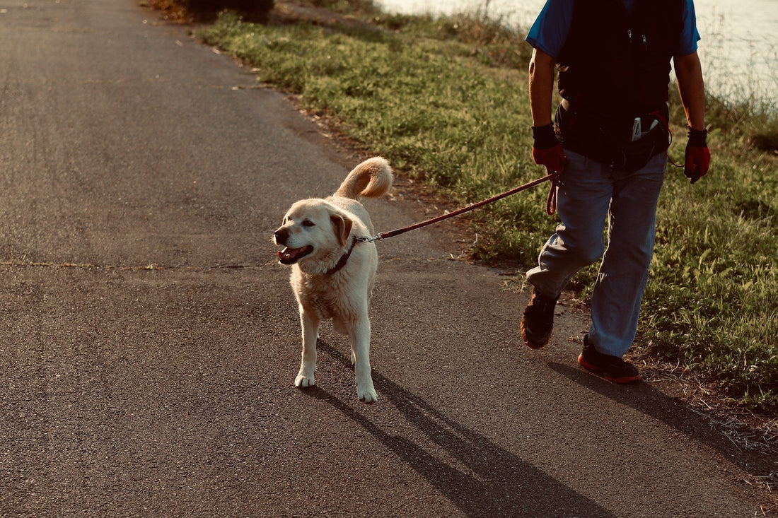 Waist-Wrapped hands-free Dog Leash