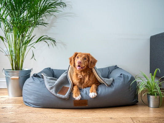 What type of bed is best for a dog