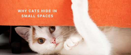 Why Cats Hide in Small Spaces
