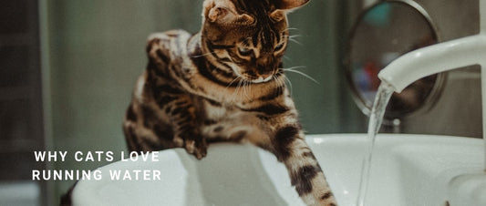 Why Cats Love Running Water