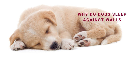 Why Do Dogs Sleep Against Walls