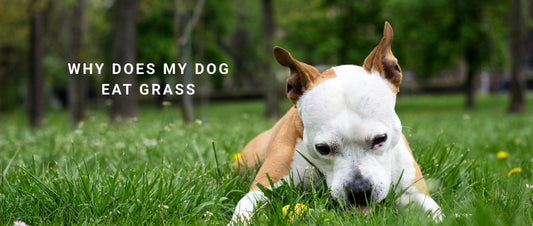 Why Does My Dog Eat Grass? Behaviour Insights and Training to Curb the Habit
