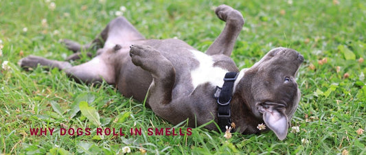 Why Dogs Roll in Smells