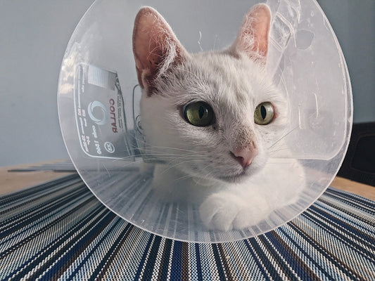 Why Is My Cat Nicer With a Cone On