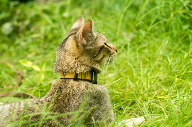 Breakaway cat collar