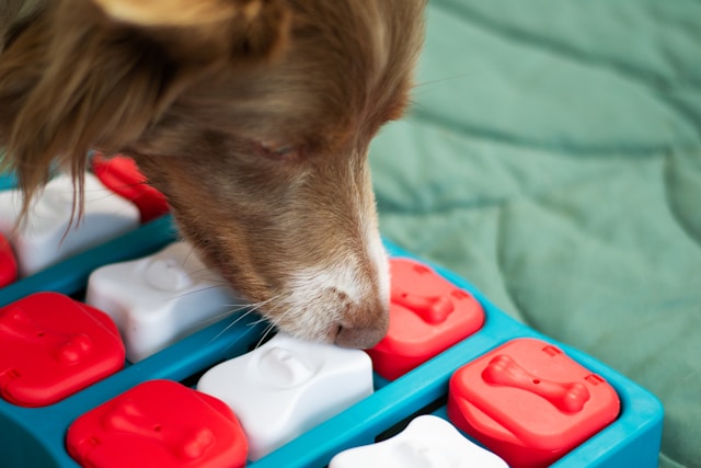 Dog puzzle feeder