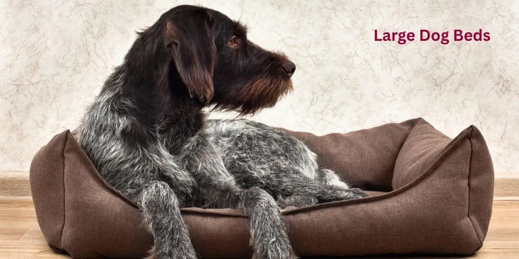 Large Dog Beds