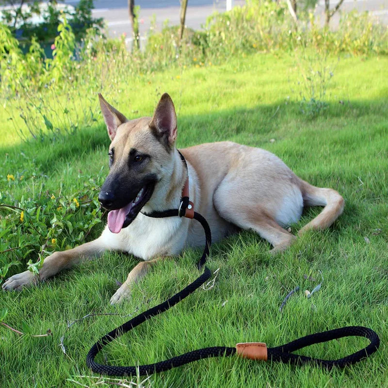 Nylon Slip Lead Dog Leash for No Pull Training