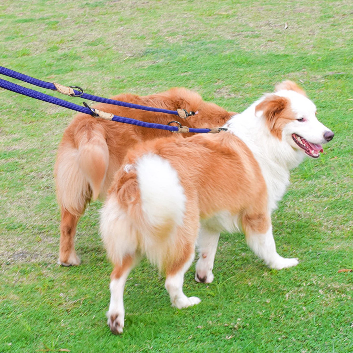 Multipurpose Double Sided Leash For 2 Small Medium Dogs