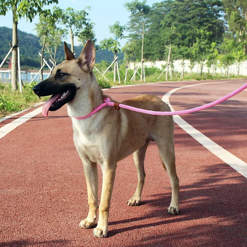 Nylon Slip Lead Dog Leash for No Pull Training