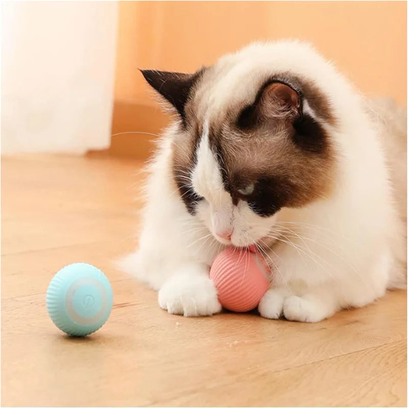 Cat play with auto matic toys