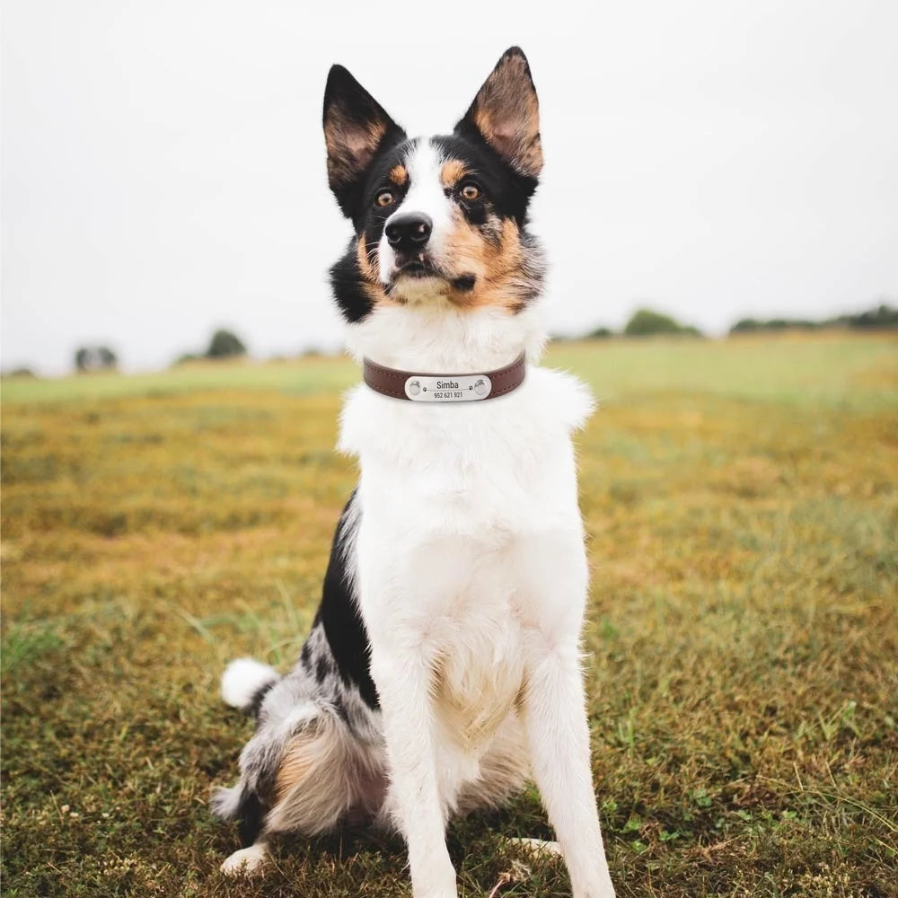 Dog collar with name
