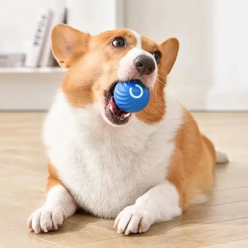 Dog play with auto matic toys